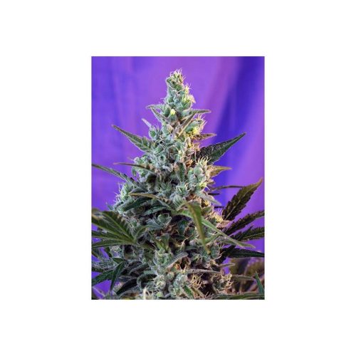 Sweet Seeds Sweet Mix Fem.