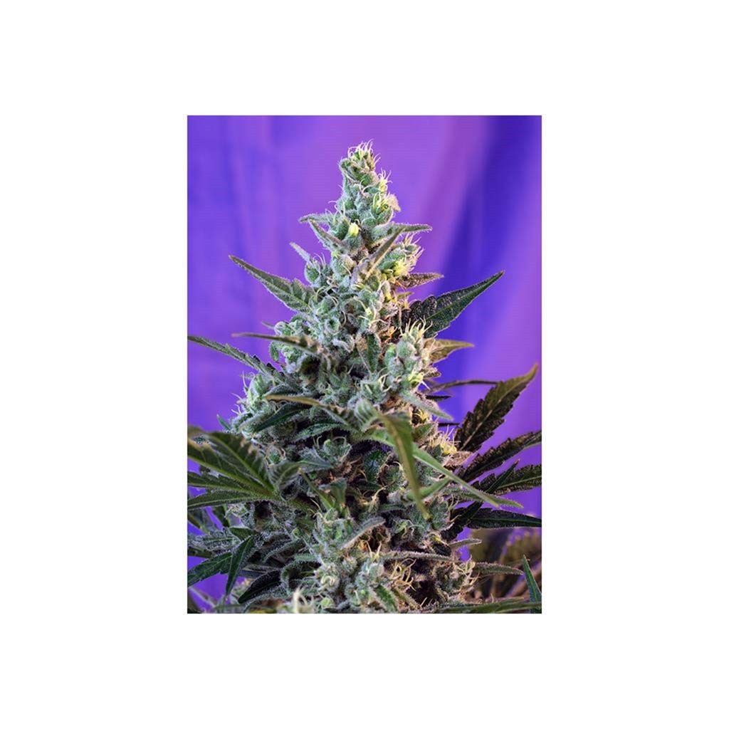 Sweet Seeds Sweet Mix Fem.