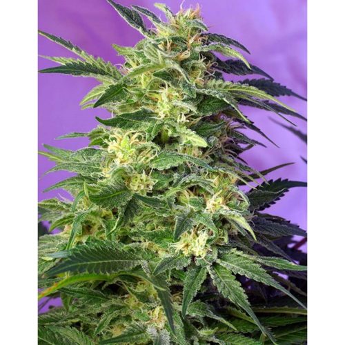 Sweet Seeds Auto Killer Kush