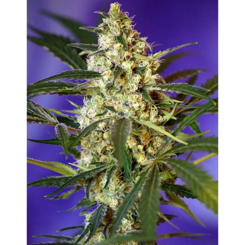 Sweet Seeds Auto Fast Bud 2