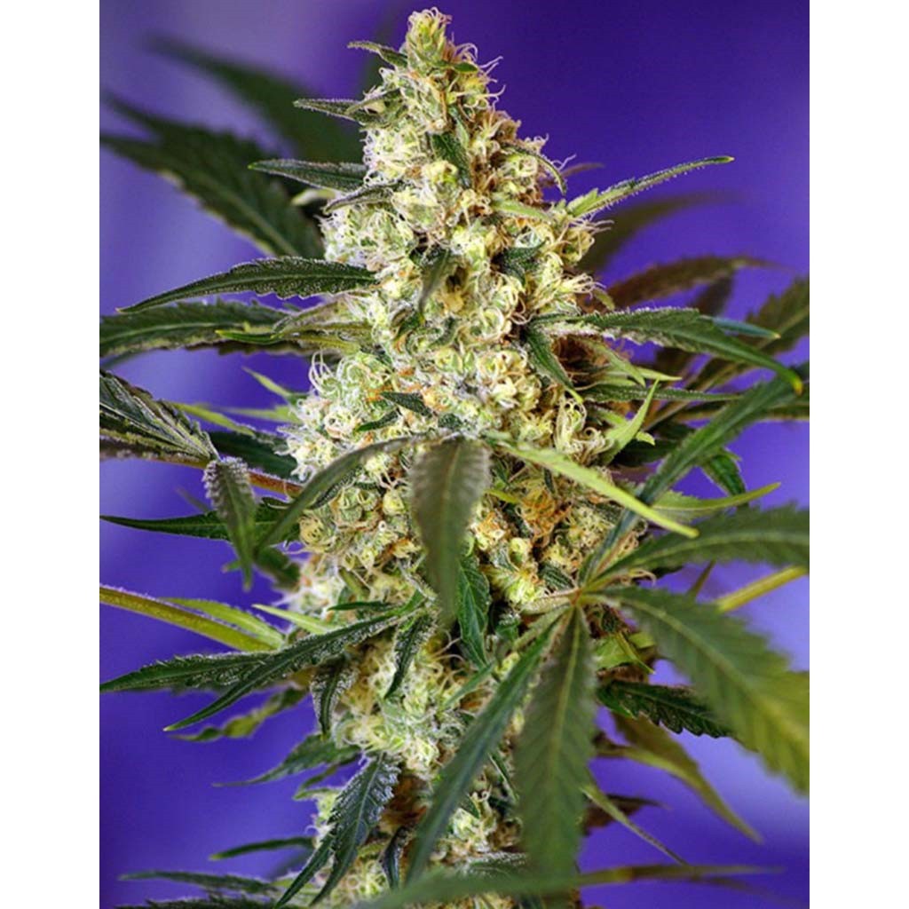 Sweet Seeds Auto Fast Bud 2