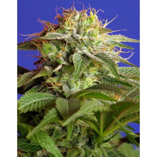 Sweet Seeds Green Poison Fem