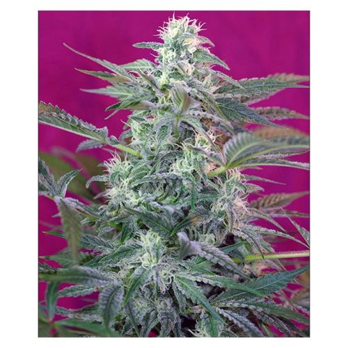 Sweet Seeds Big Foot Fem