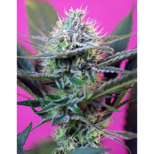 Sweet Seeds Auto +Speed