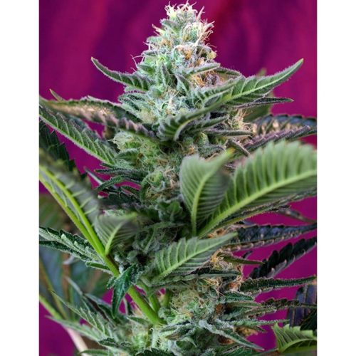 Sweet Seeds Auto Mohan Ram