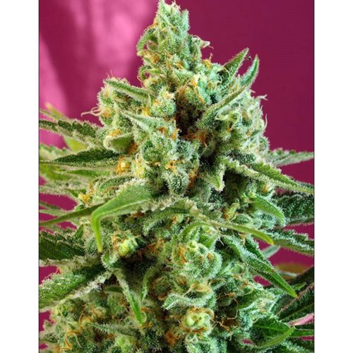 Sweet Seeds S.A.D Fem