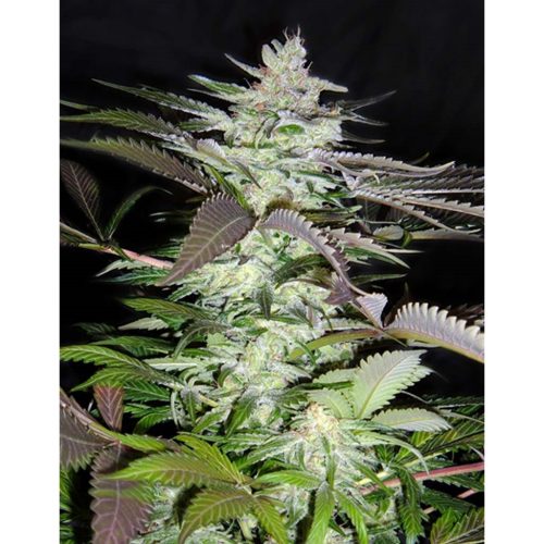 Sweet Seeds Black Jack Fem