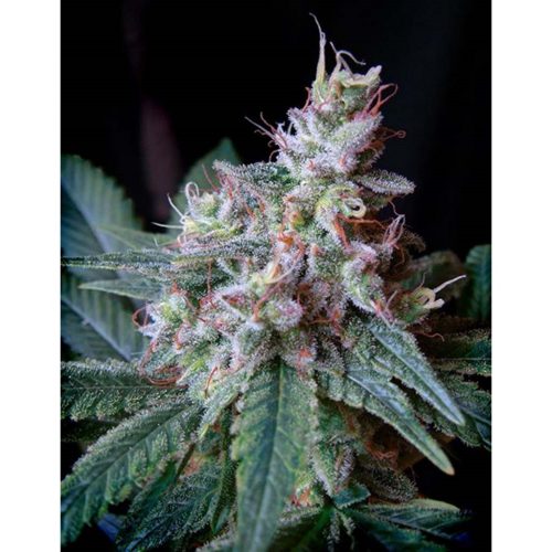 Sweet Seeds Cream Caramel