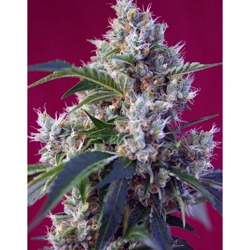 Sweet Seeds Ice Cool Fem