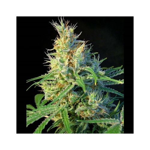 Sweet Seeds Psicodelicia Fem