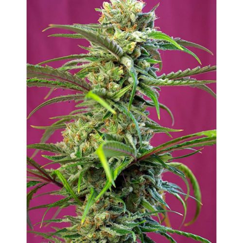 Sweet Seeds Sweet Tai Fem