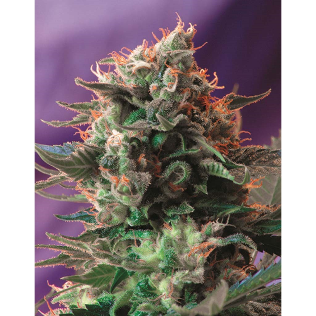 Sweet Seeds Jack 47 Fem