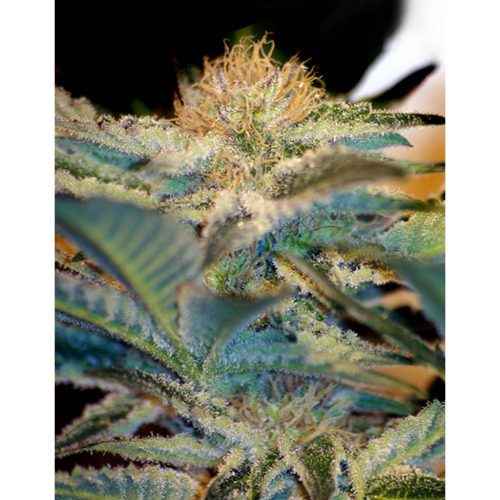 Sweet Seeds Mohan Ram Fem