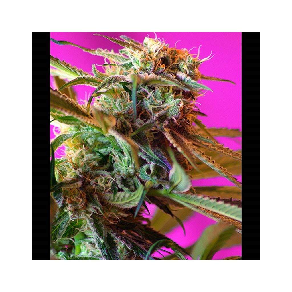 Sweet Seeds Wild Rose Fem