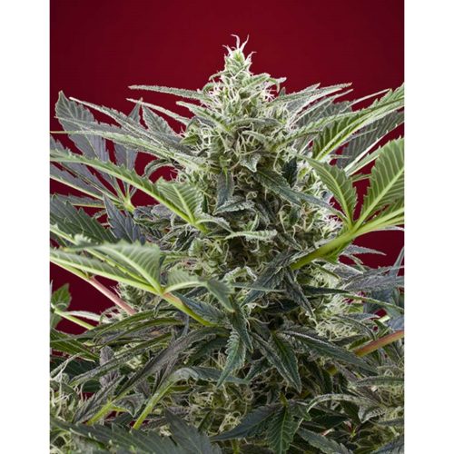 Sweet Seeds Cream 47