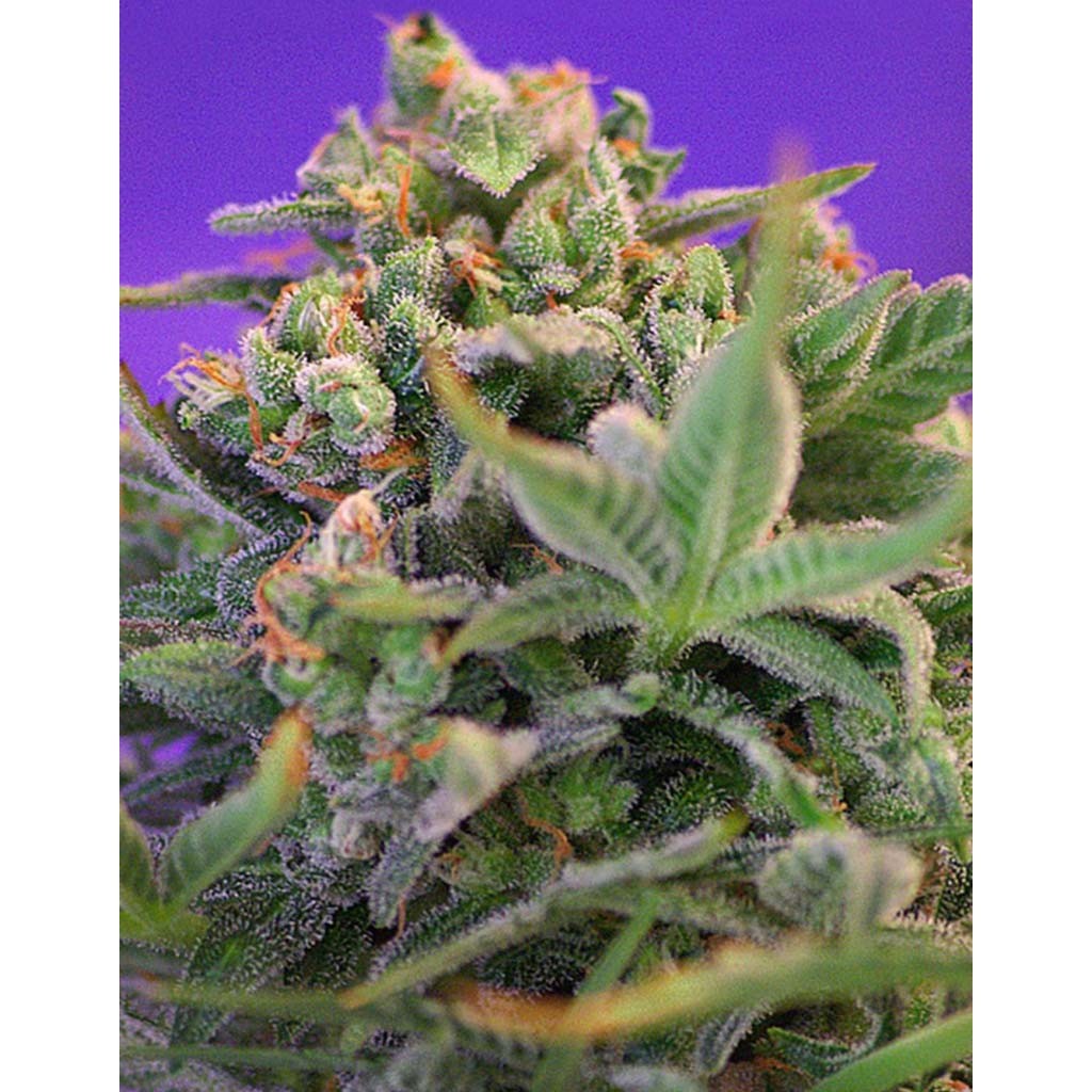 Sweet Seeds Sweet Cheese Fem