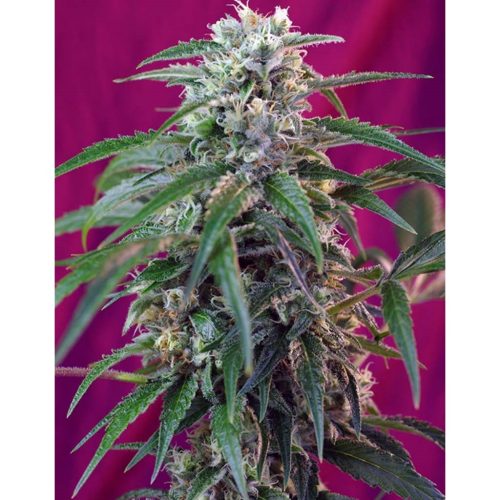 Sweet Seeds Auto Green Poison