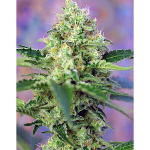 Sweet Seeds Crystal Candy Fem