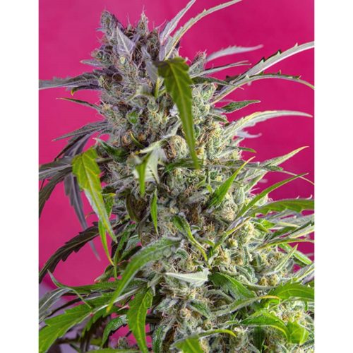 Sweet Seeds Auto Crystal Candy