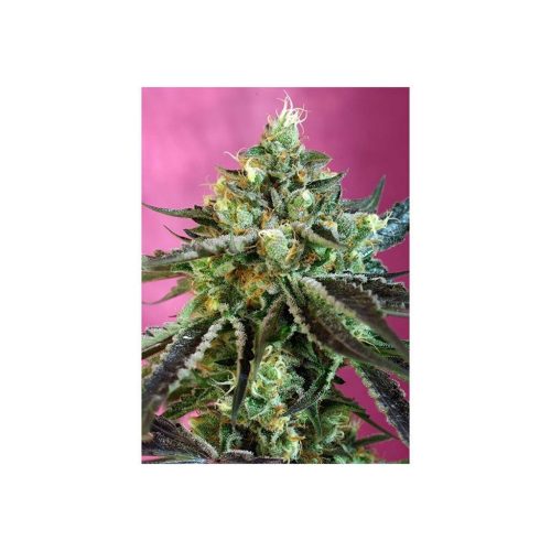 Sweet Seeds Auto Sweet Nurse CBD