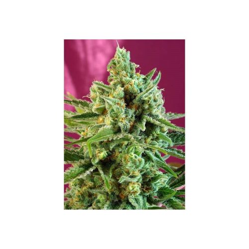 Sweet Seeds S.A.D CBD Fem