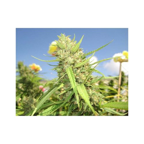 Sweet Seeds San Ferndo Lemon Kush Fem
