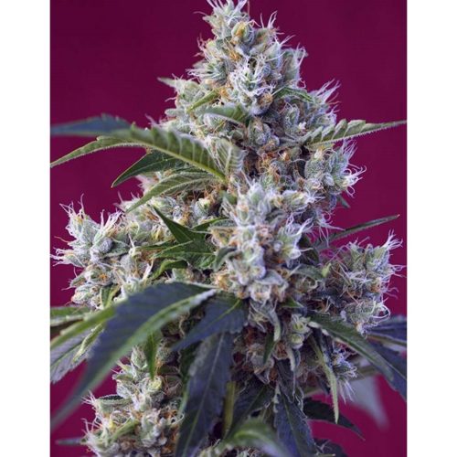 Sweet Seeds Indigo Berry Kush Fem