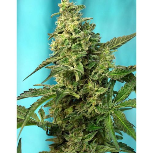 Sweet Seeds Green Poison Fast Version Fem