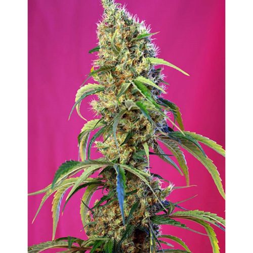 Sweet Seeds Black Jack CBD 5+2Und Fem
