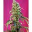 Sweet Seeds Black Jack CBD 5+2Und Fem
