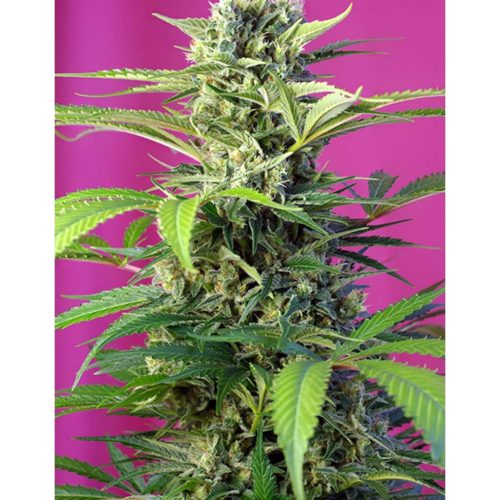 Sweet Seeds Chem Beyond Diesel CBD 3+1Und Fem