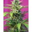 Sweet Seeds Chem Beyond Diesel CBD 3+1Und Fem