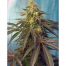 Sweet Seeds Cream Caramel CBD 3+1Und Fem
