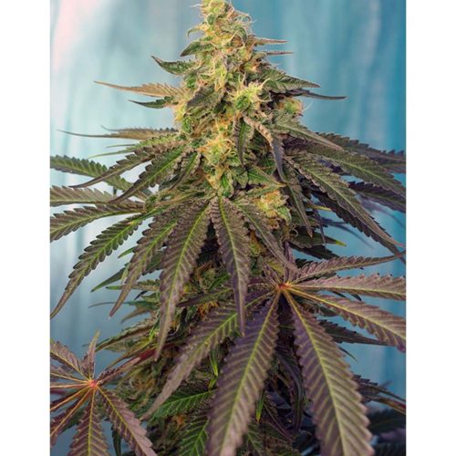 Sweet Seeds Cream Caramel CBD 5+2Und Fem