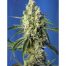 Sweet Seeds Green Poison CBD 3+1Und Fem