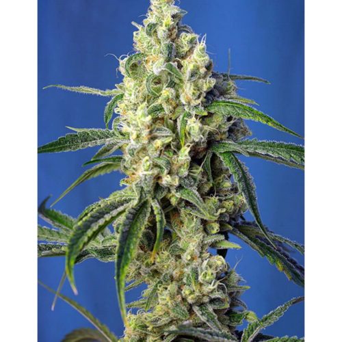 Sweet Seeds Green Poison CBD 5+2Und Fem