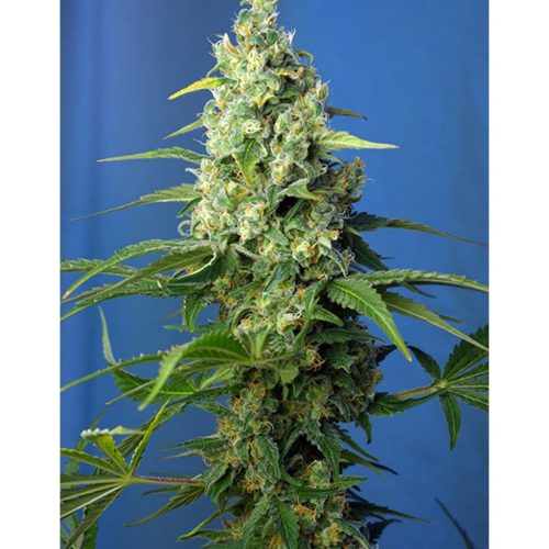 Sweet Seeds Auto Honey Peach CBD 3+1Und