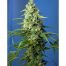 Sweet Seeds Auto Honey Peach CBD 5+2Und
