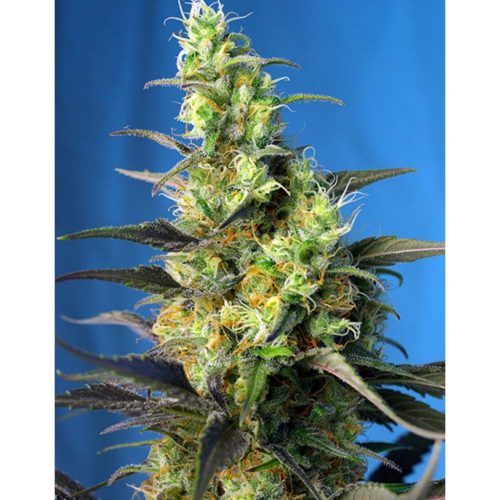Sweet Seeds Ice Cool CBD 5+2Und Fem