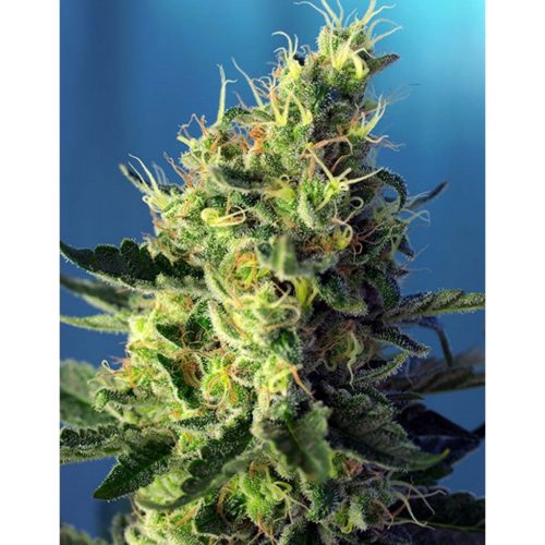 Sweet Seeds Sweet Pure CBD