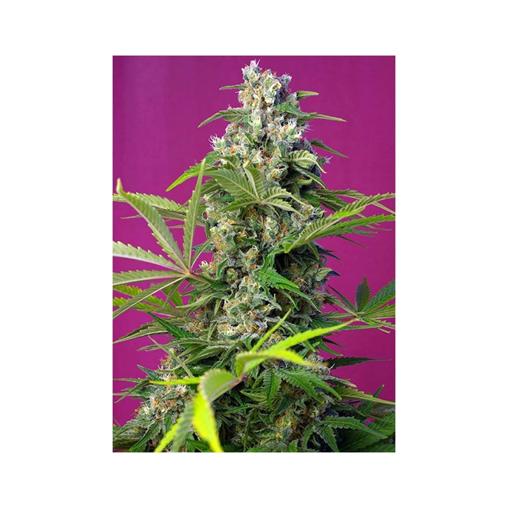 Sweet Seeds Gorilla Girl Fem