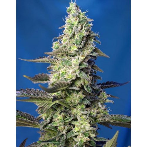 Sweet Seeds Auto Green Poison XL