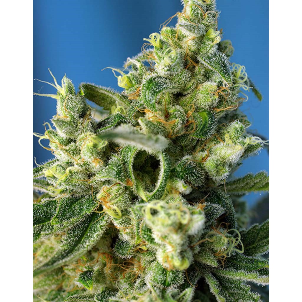 Sweet Seeds Amnesia Haze Fem