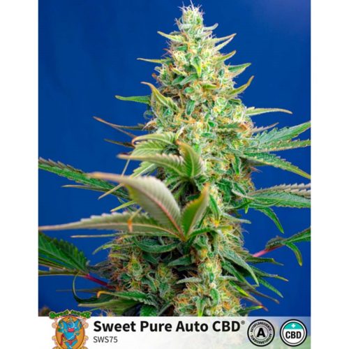 Sweet Seeds Sweet Pure Auto CBD