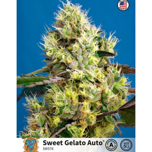 Sweet Seeds Auto Sweet Gelato