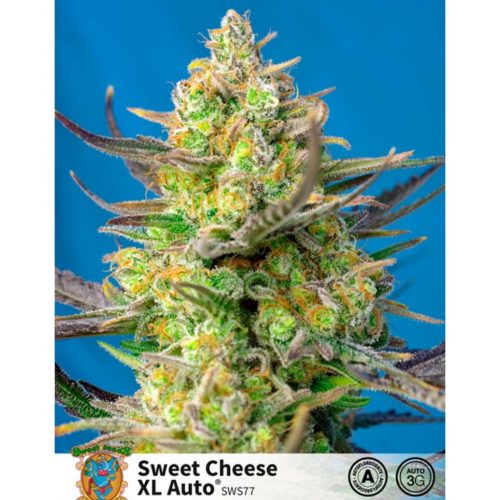 Sweet Seeds Auto Sweet Cheese XL