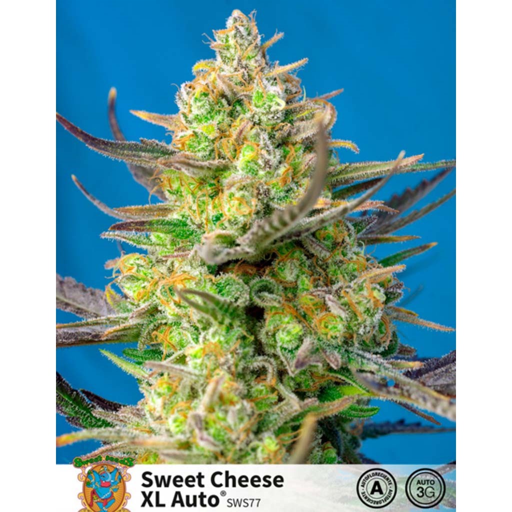 Sweet Seeds Auto Sweet Cheese XL