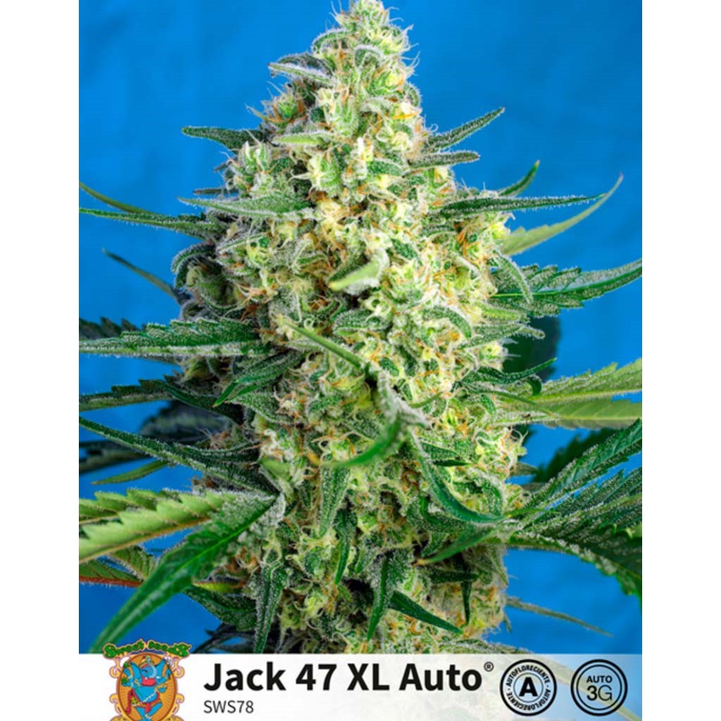 Sweet Seeds Auto Jack 47 XL