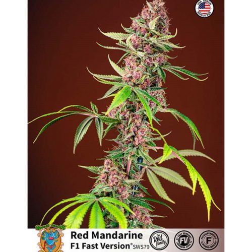 Sweet Seeds Red Mandarine F1 Fast Version