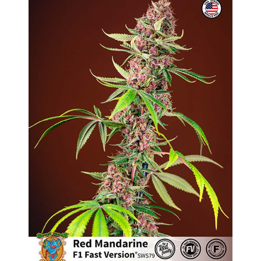 Sweet Seeds Red Mandarine F1 Fast Version